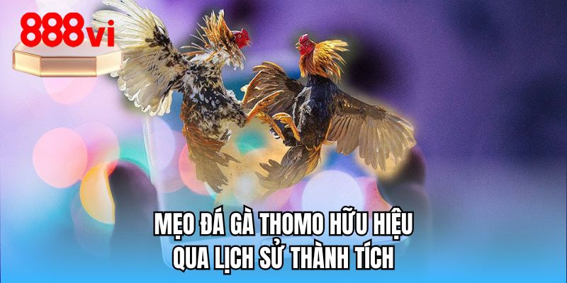 Mẹo đá gà Thomo hữu hiệu qua lịch sử thành tích